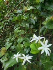 Jasminum multiflorum