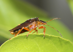 Pentatoma rufipes