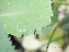 Sphegina