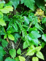 Asplenium adiantum-nigrum