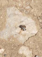 Dorcadion fuliginator