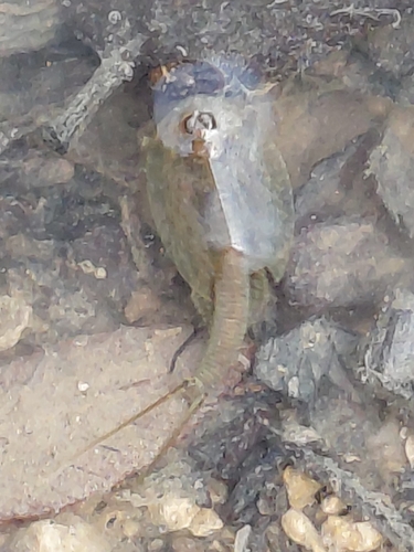 Triops longicaudatus observed 2026-10-12