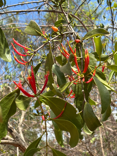 Dendrophthoe curvata observed 2026-10-13