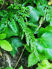 Asplenium adiantum-nigrum