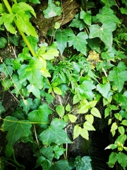 Asplenium adiantum-nigrum