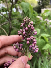 Syringa vulgaris