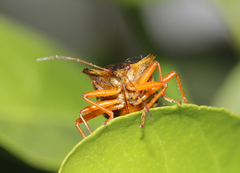 Pentatoma rufipes