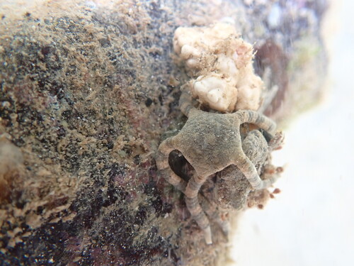Ophiolepis cincta observed 2026-10-10