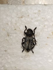 Dorcadion fuliginator