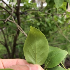 Syringa vulgaris