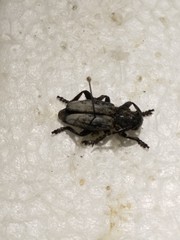 Dorcadion fuliginator