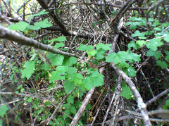 Ribes menziesii
