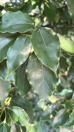Camphor