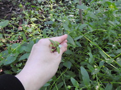 Memoremea scorpioides