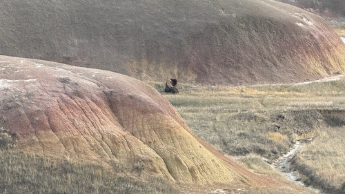 Bison photographed at SD-240, Interior, SD, US