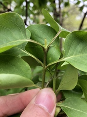 Syringa vulgaris