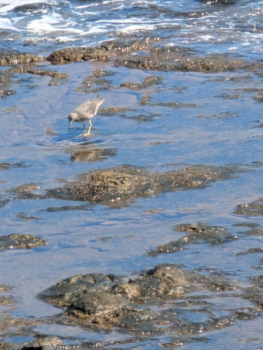 Wandering Tattler