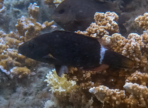 Oxycheilinus unifasciatus observed 2026-09-16