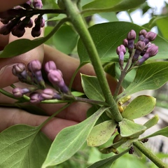 Syringa vulgaris