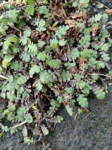 Leptinella squalida observed 2026-10-13