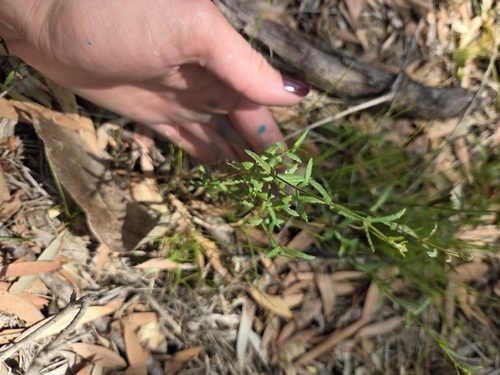chinese raspwort