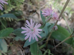 Silene hookeri hookeri