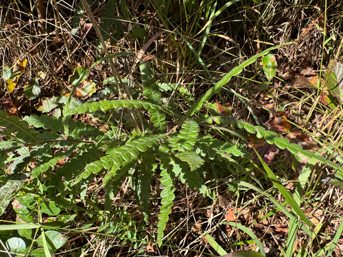 sweetfern