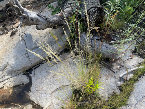 Muhlenbergia tricholepis, 2026-10-07