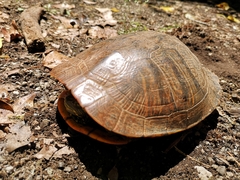 Trachemys scripta