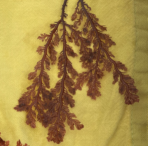 Plocamium cartilagineum observed 2026-10-12