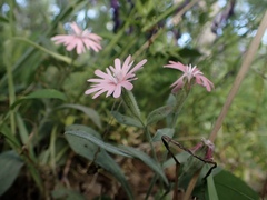 Silene hookeri hookeri