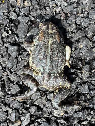Fowler's Toad