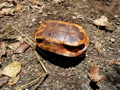 Trachemys scripta