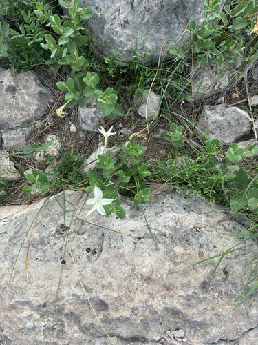 plateau rocktrumpet