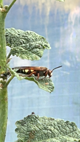Western Cicada-killer Wasp