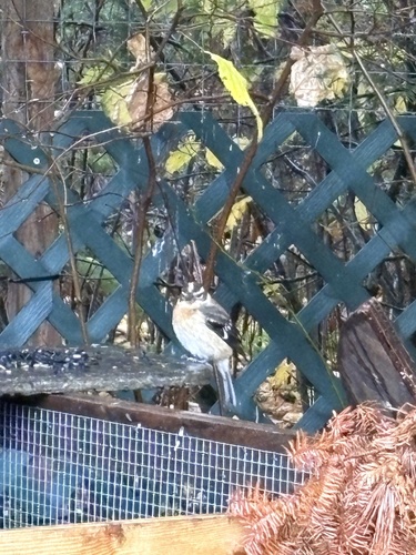 Rose-breasted Grosbeak