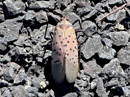 Spotted Lanternfly