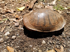 Trachemys scripta