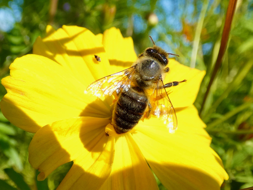 Western Honey Bee