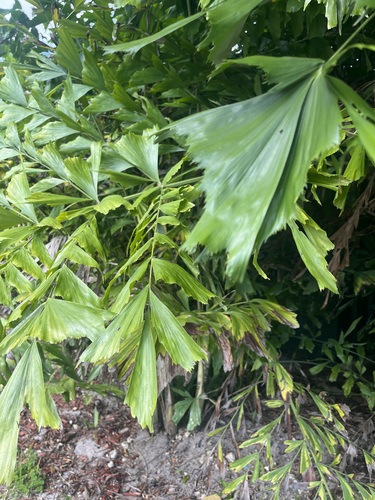 Caryota mitis observed 2026-10-12