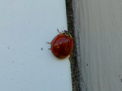 Asian Lady Beetle
