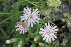 Silene hookeri hookeri