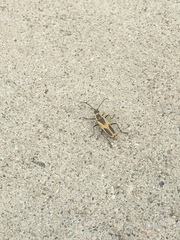 Chauliognathus scutellaris