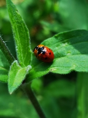 Coccinella septempunctata
