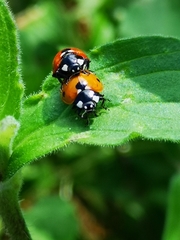 Coccinella septempunctata