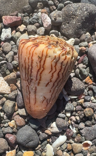 Conus princeps observed 2026-10-12