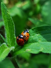 Coccinella septempunctata