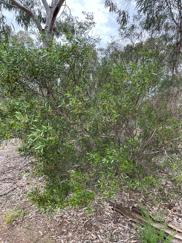 Acacia verniciflua observed 2026-10-13