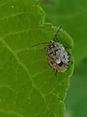 Holcogaster fibulata