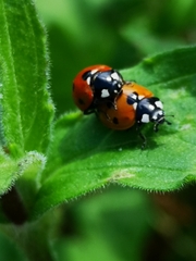Coccinella septempunctata